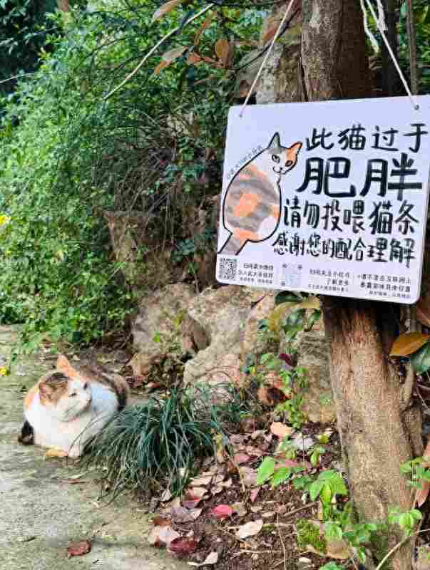  请勿投喂肥猫：武汉大学三花猫的科学管理实践 文化旅游