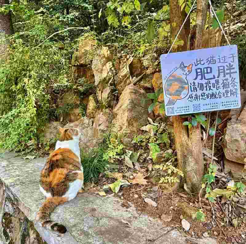  请勿投喂肥猫：武汉大学三花猫的科学管理实践 文化旅游