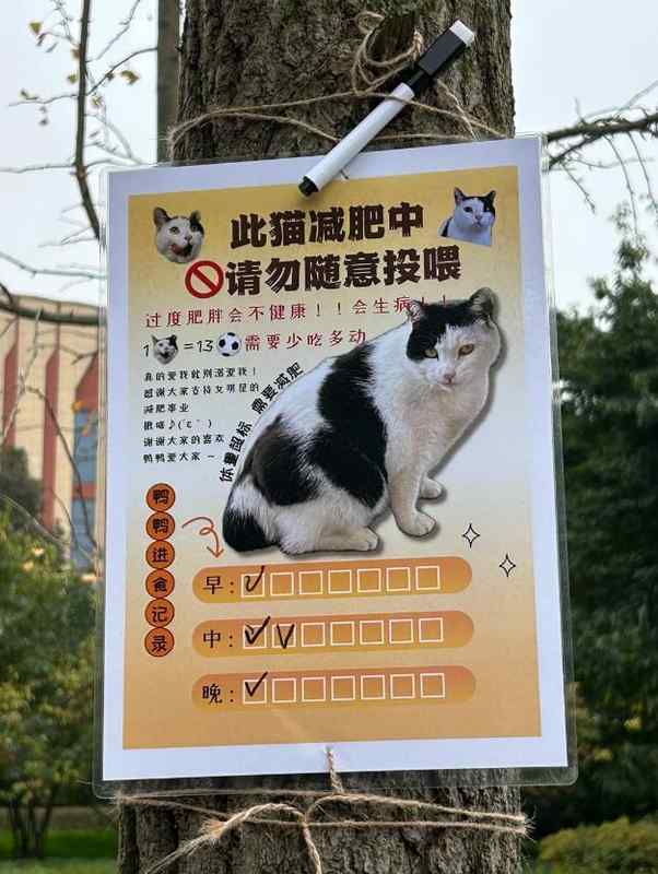  请勿投喂肥猫：武汉大学三花猫的科学管理实践 文化旅游