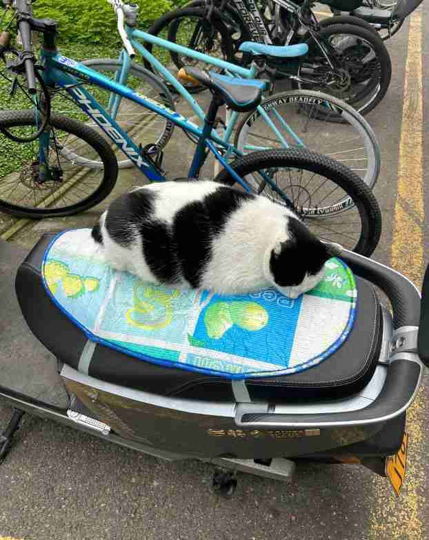  请勿投喂肥猫：武汉大学三花猫的科学管理实践 文化旅游