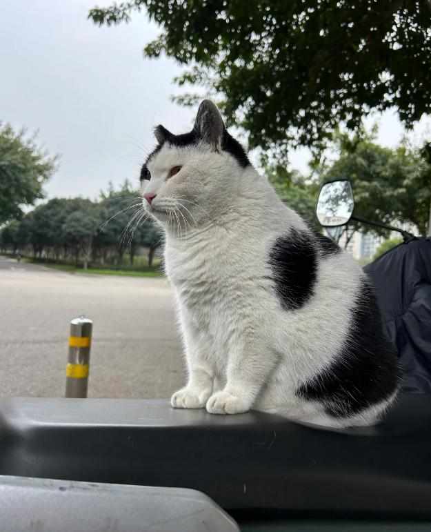  请勿投喂肥猫：武汉大学三花猫的科学管理实践 文化旅游